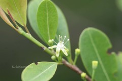 Erythroxylum monogynum